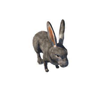 Rabbit Realistic Grey